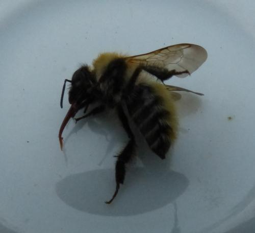 Bombus pascuorum